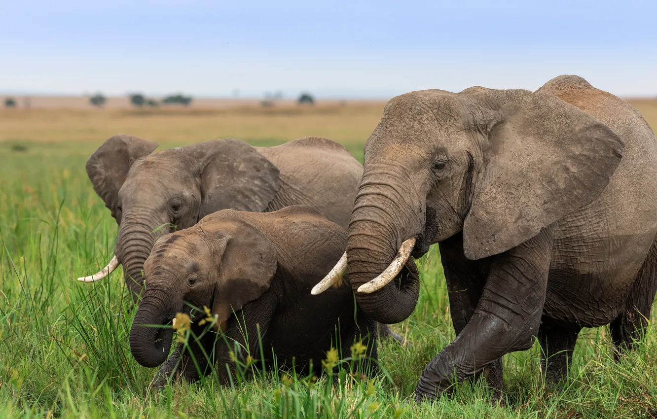 Фото обои трава, слон, семья, саванна, три, Африка, прогулка, слоны