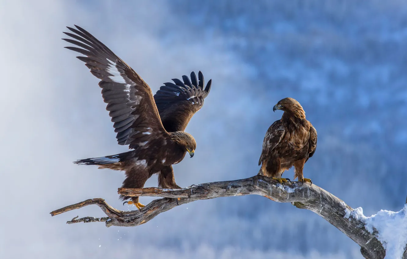 Фото обои зима, снег, птицы, природа, орел, две, крылья, ветка