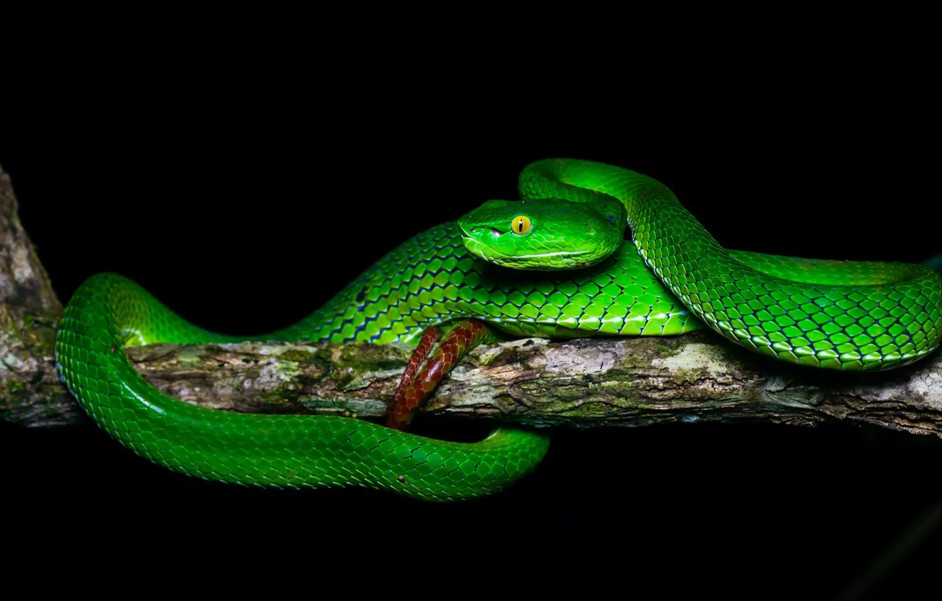 Фото обои змея, ветка, зеленая