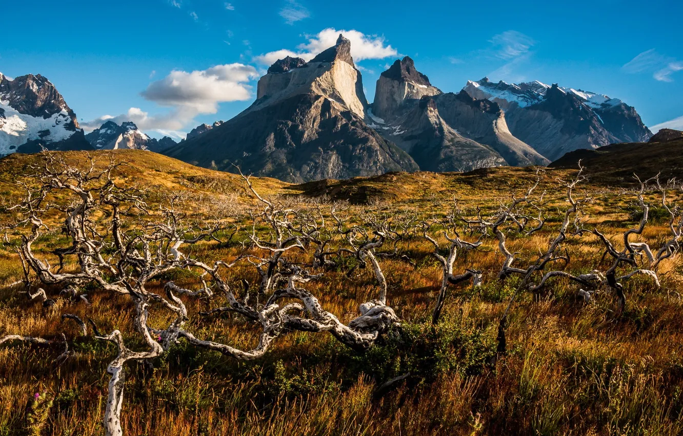 Фото обои пейзаж, Torres del Paine, Cuernos and Trees