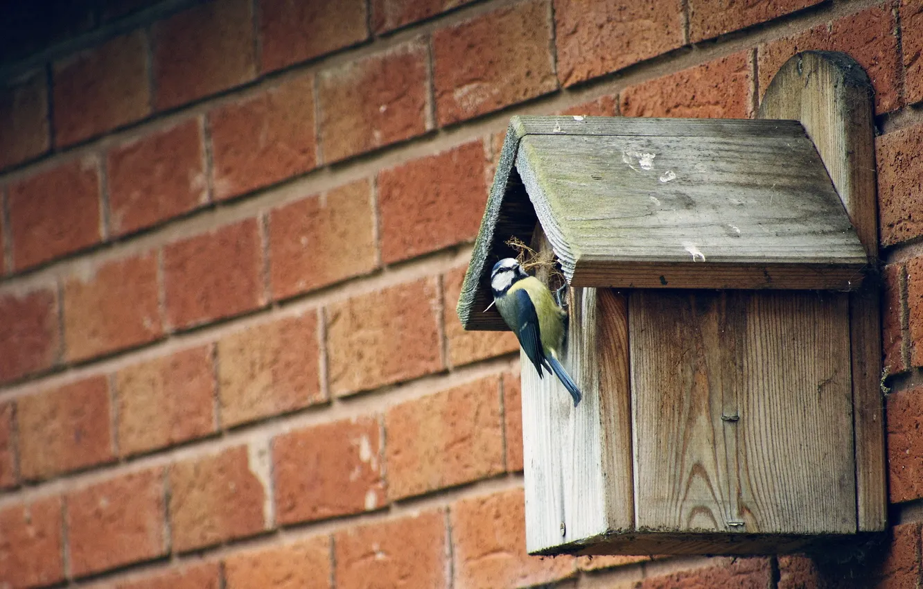 Фото обои стена, птица, nesting-box