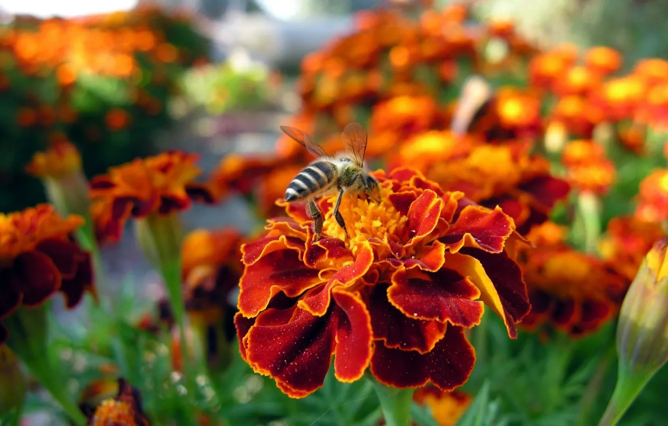 Фото обои цветы, пчела, красные