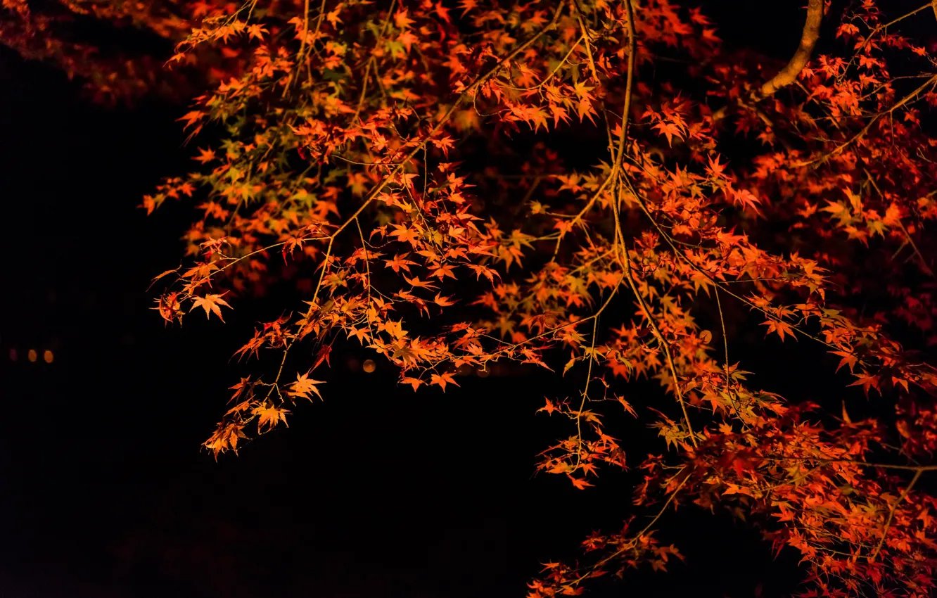 Фото обои осень, листья, ночь, дерево