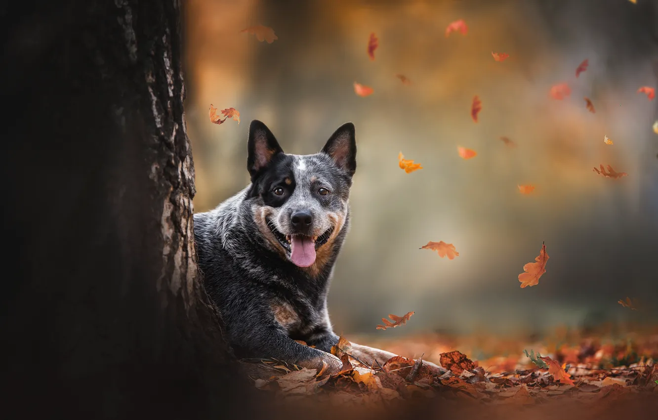 Фото обои осень, листья, природа, дерево, животное, собака, ствол, пёс