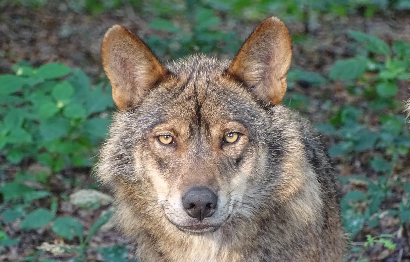 Фото обои nature, predator, animal, wolf, wildlife, portrait, portrait., Canis lupus. face
