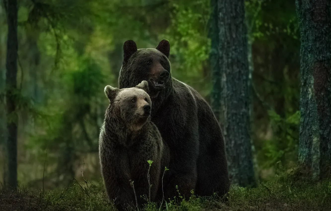 Фото обои лес, медведи, медвежонок, медведица