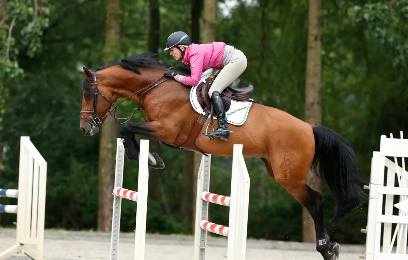 Фото обои конь, прыжок, спорт, лошадь, jumping, horse, конкур, equestrian