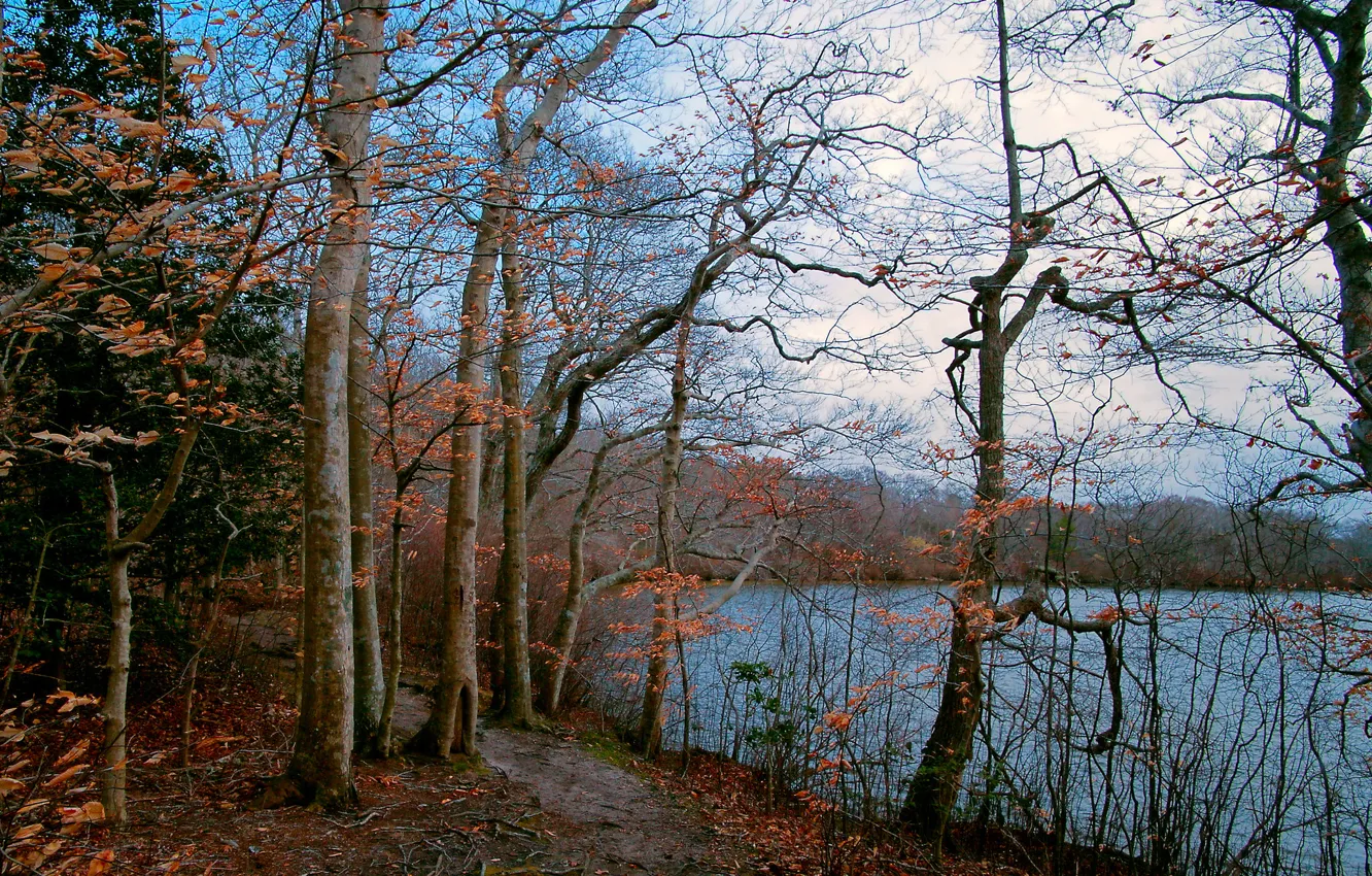 Фото обои осень, лес, небо, деревья, озеро, тропинка