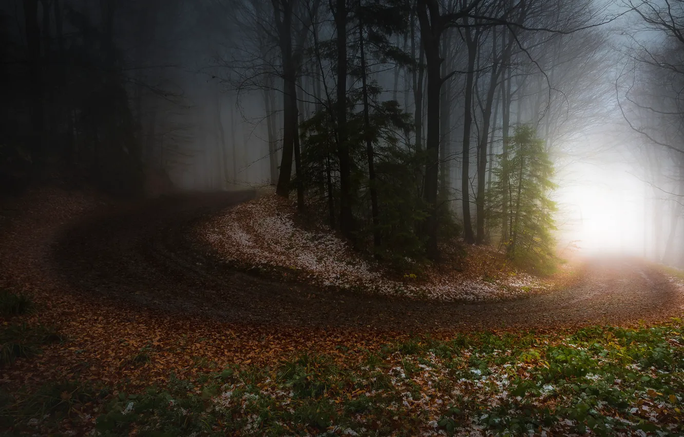 Фото обои дорога, осень, лес, свет, снег, деревья, ветки, туман