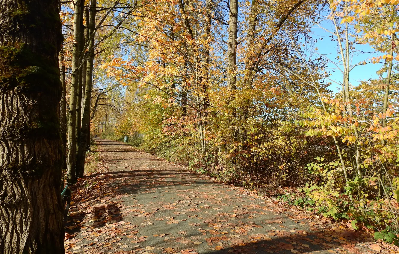 Фото обои листва, Осень, дорожка, autumn, leaves, path, fall