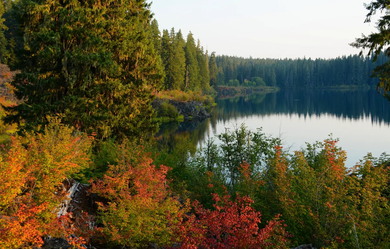 Фото обои осень, лес, деревья, озеро, США, Oregon, Clear Lake