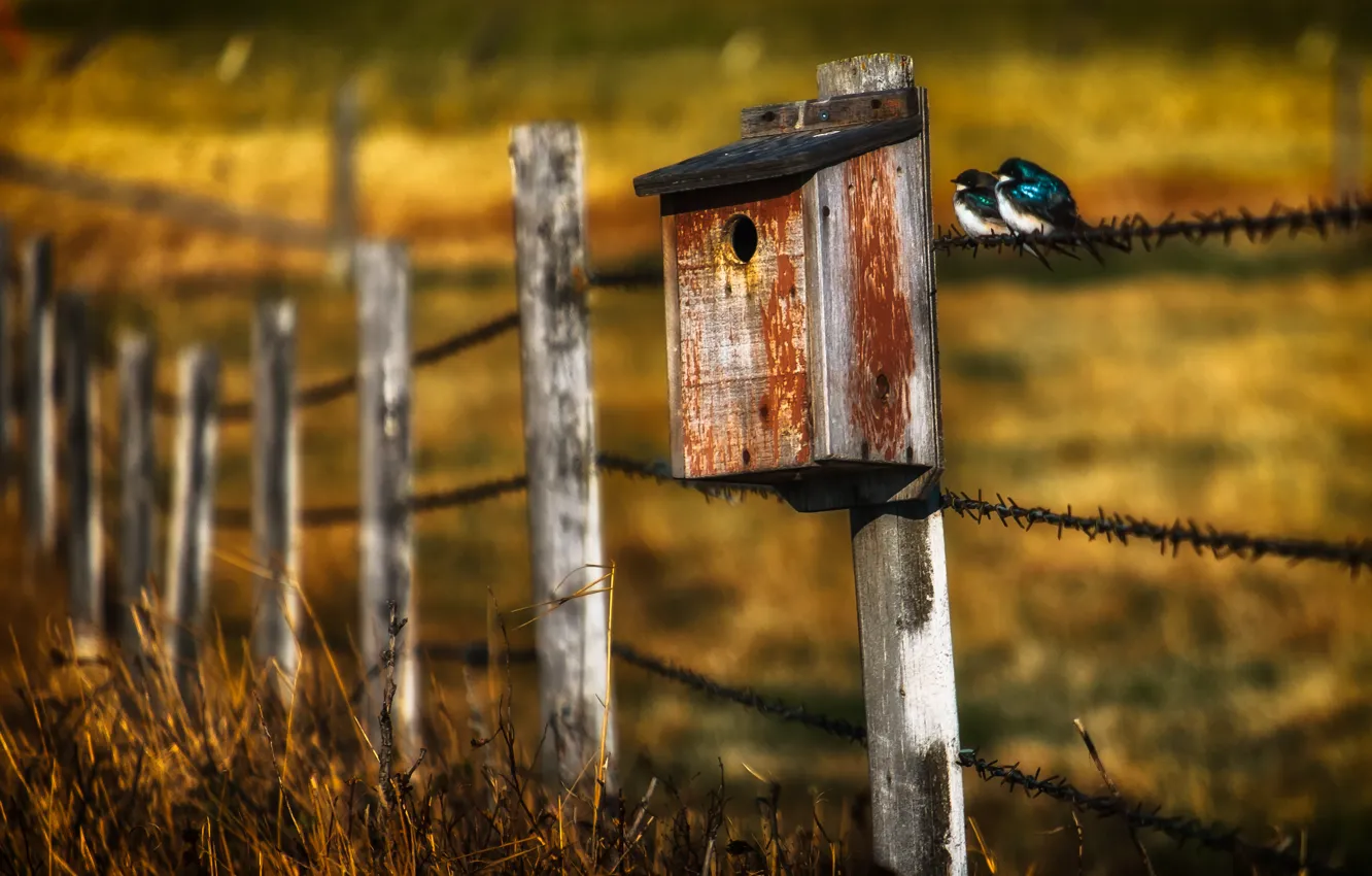 Фото обои птицы, забор, домик