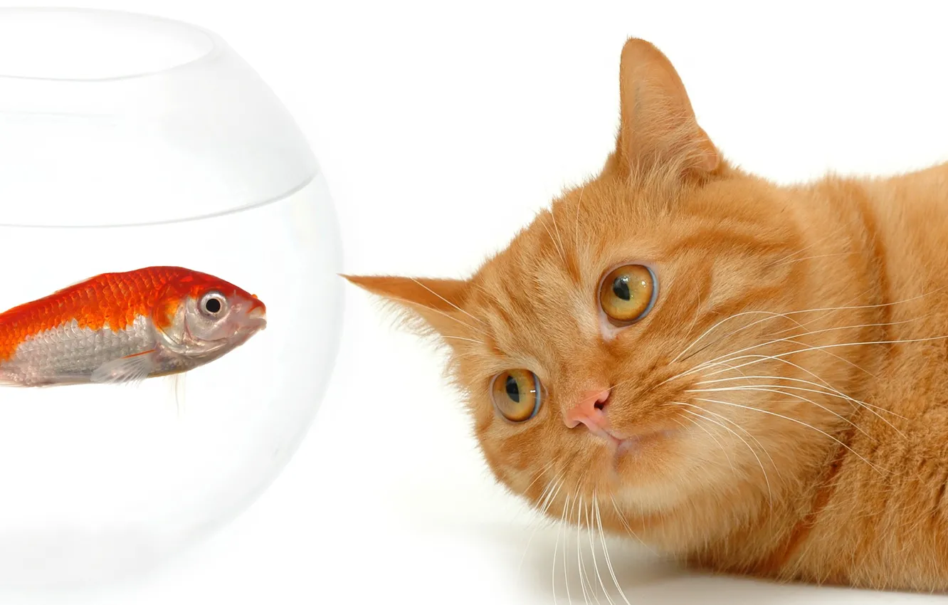 Фото обои аквариум, рыбка, рыжий, 154