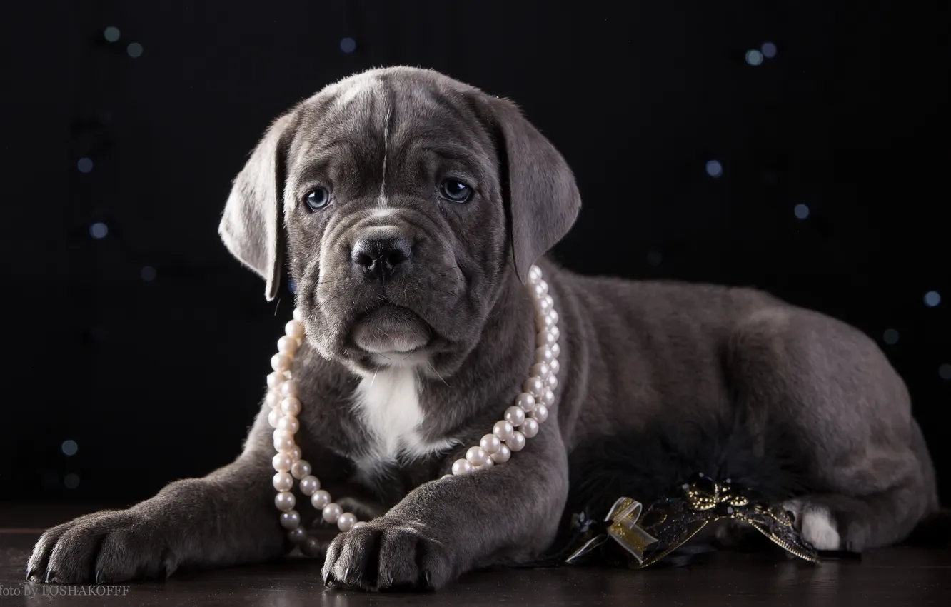 Фото обои ожерелье, щенок, красавец, кане-корсо