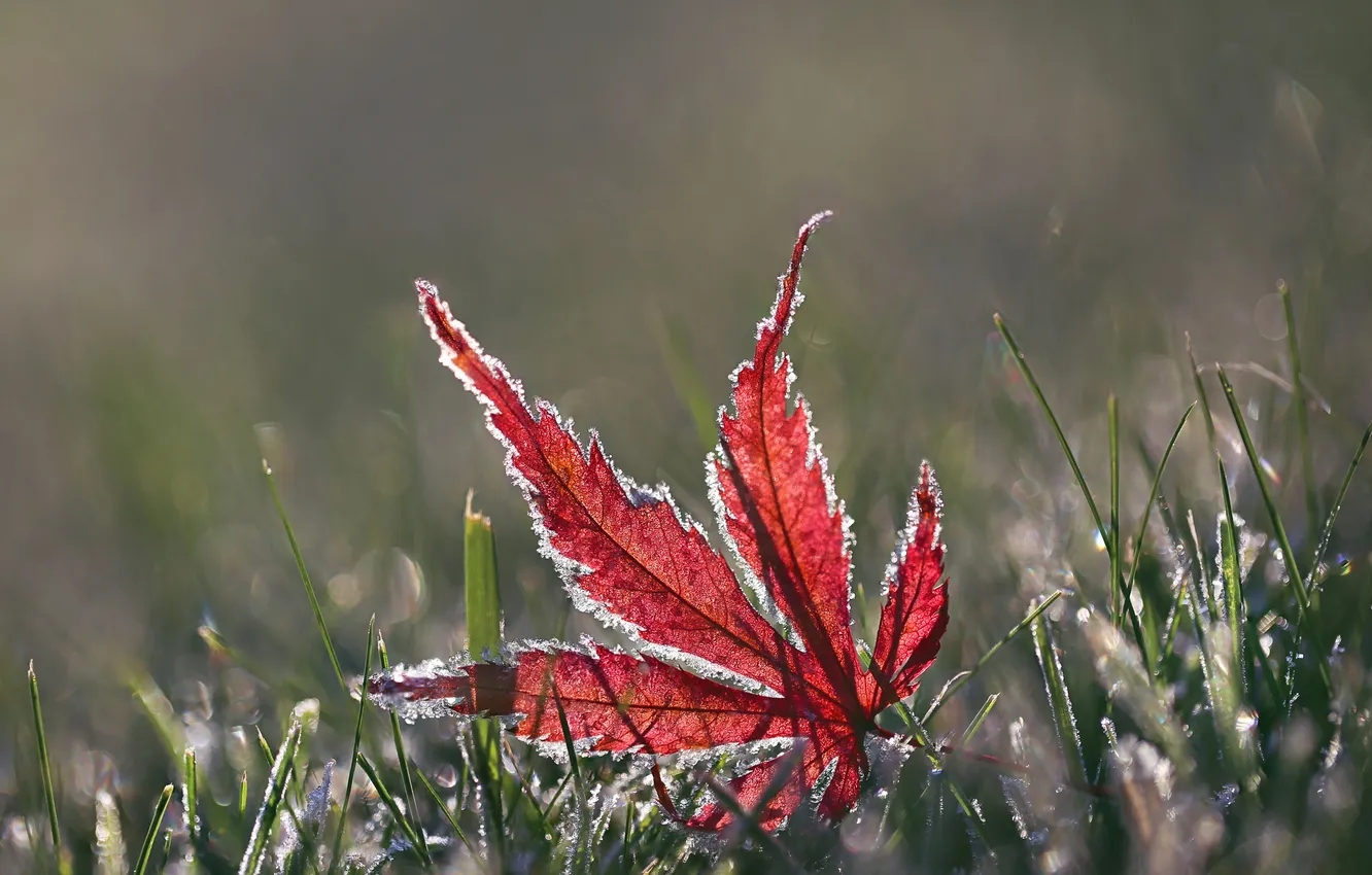Фото обои иней, осень, трава, макро, лист