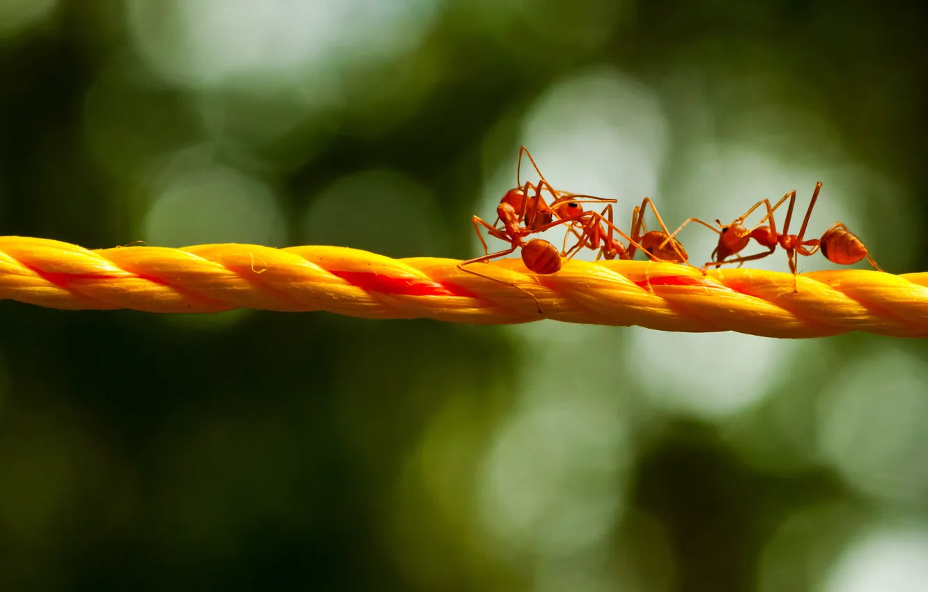 Фото обои макро, блики, муравьи, верёвка