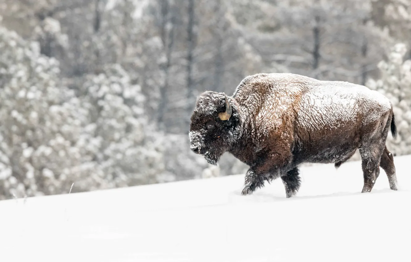 Фото обои зима, лес, снег, сугробы, прогулка, снегопад, бык, бизон
