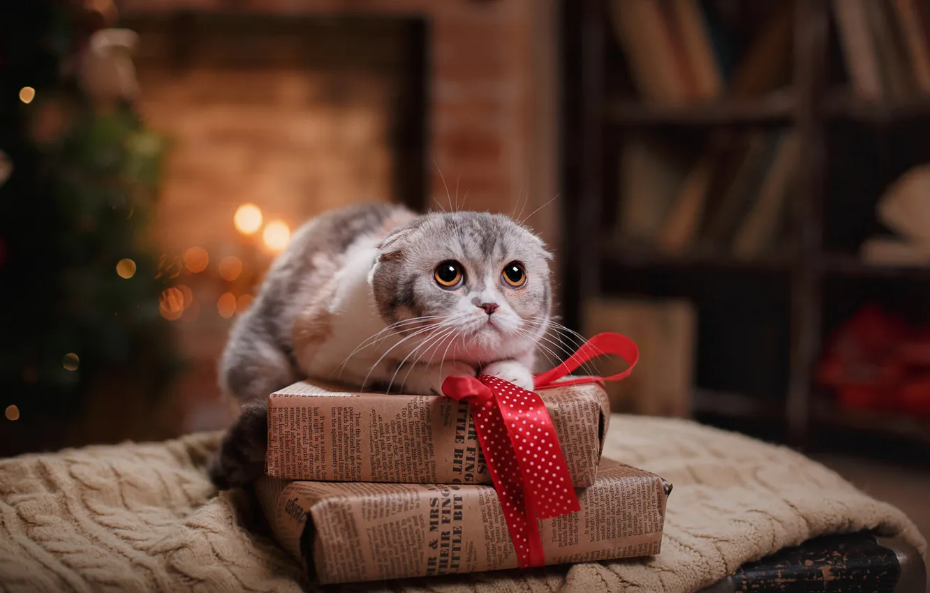 Фото обои кошка, взгляд, огни, поза, котенок, серый, комната, книги
