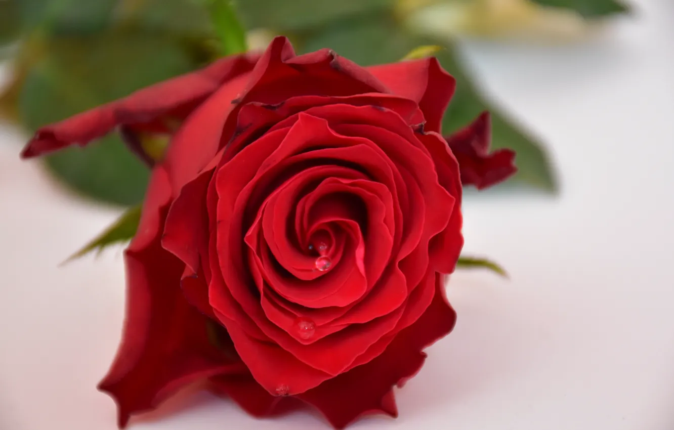 Фото обои макро, роза, бутон, красная роза