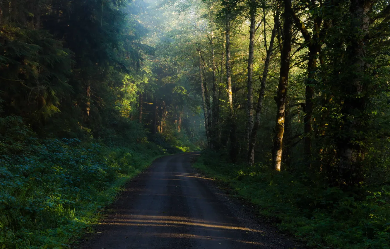Фото обои дорога, лес, деревья, утро