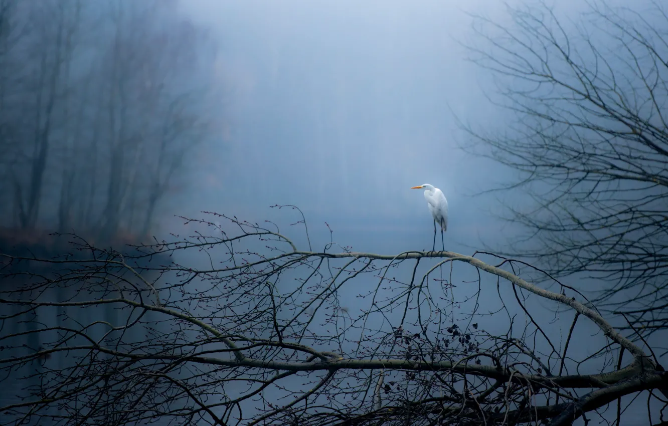 Фото обои nature, bird, autumn, animal, moritzburg