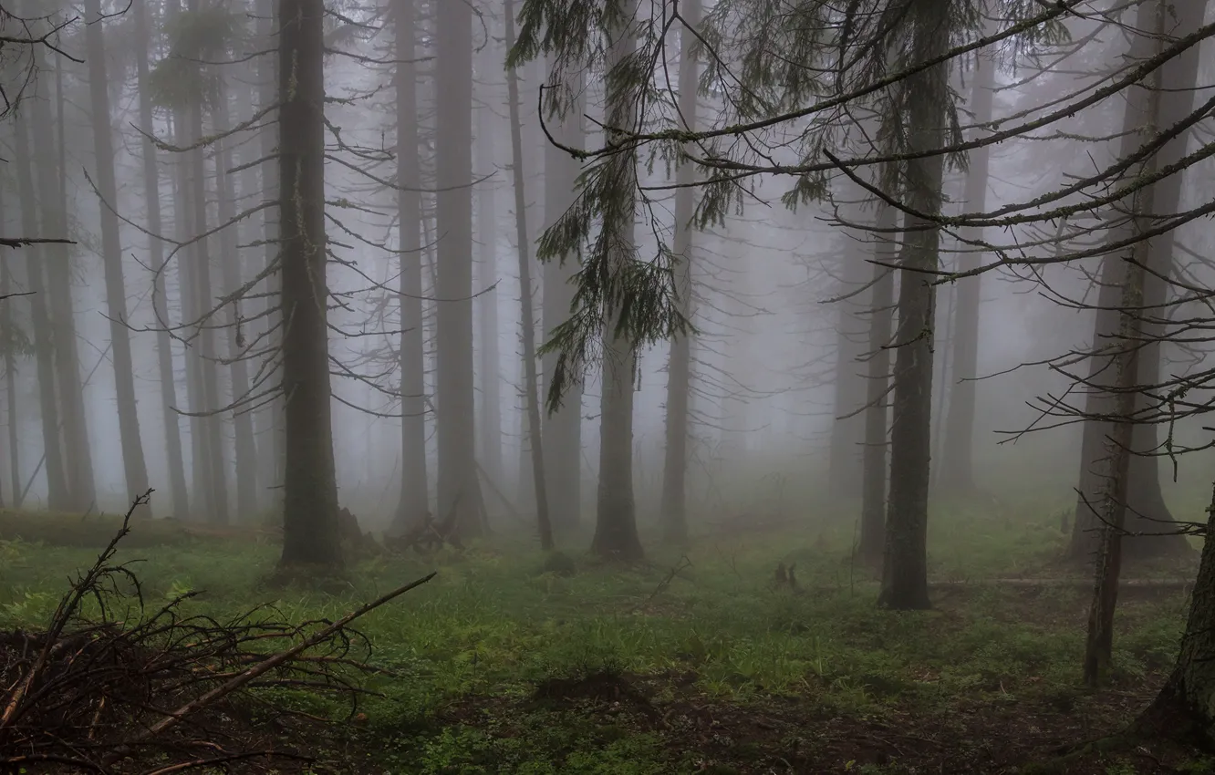 Фото обои лес, деревья, природа, туман, Украина, Ukraine, Карпаты, Горганы