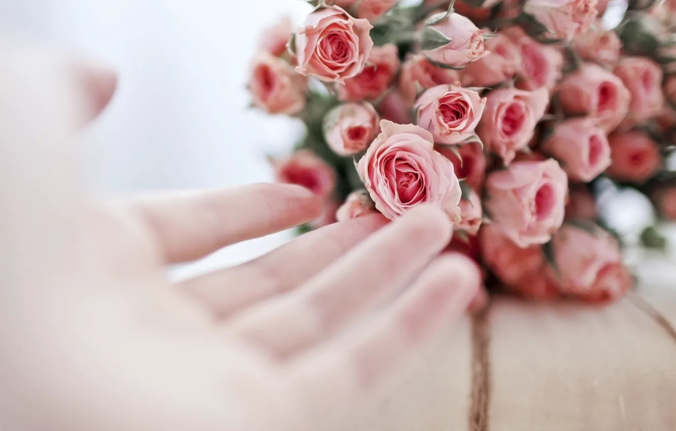 Фото обои цветы, розовый, розы, нежн