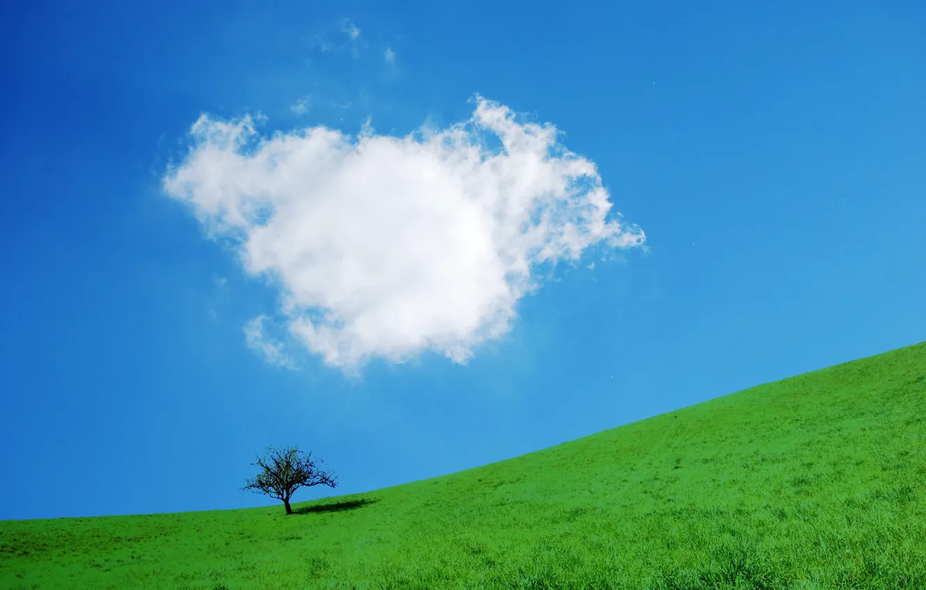 Фото обои небо, трава, дерево, склон