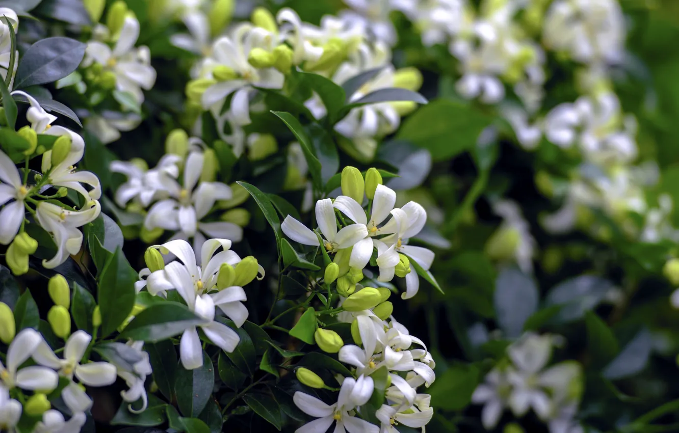 Фото обои белый, макро, цветы, цветение