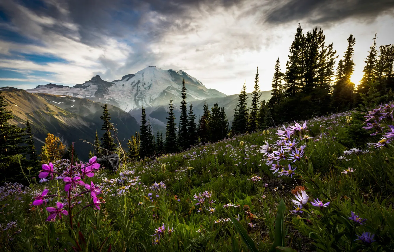 Фото обои поле, лес, цветы, ели
