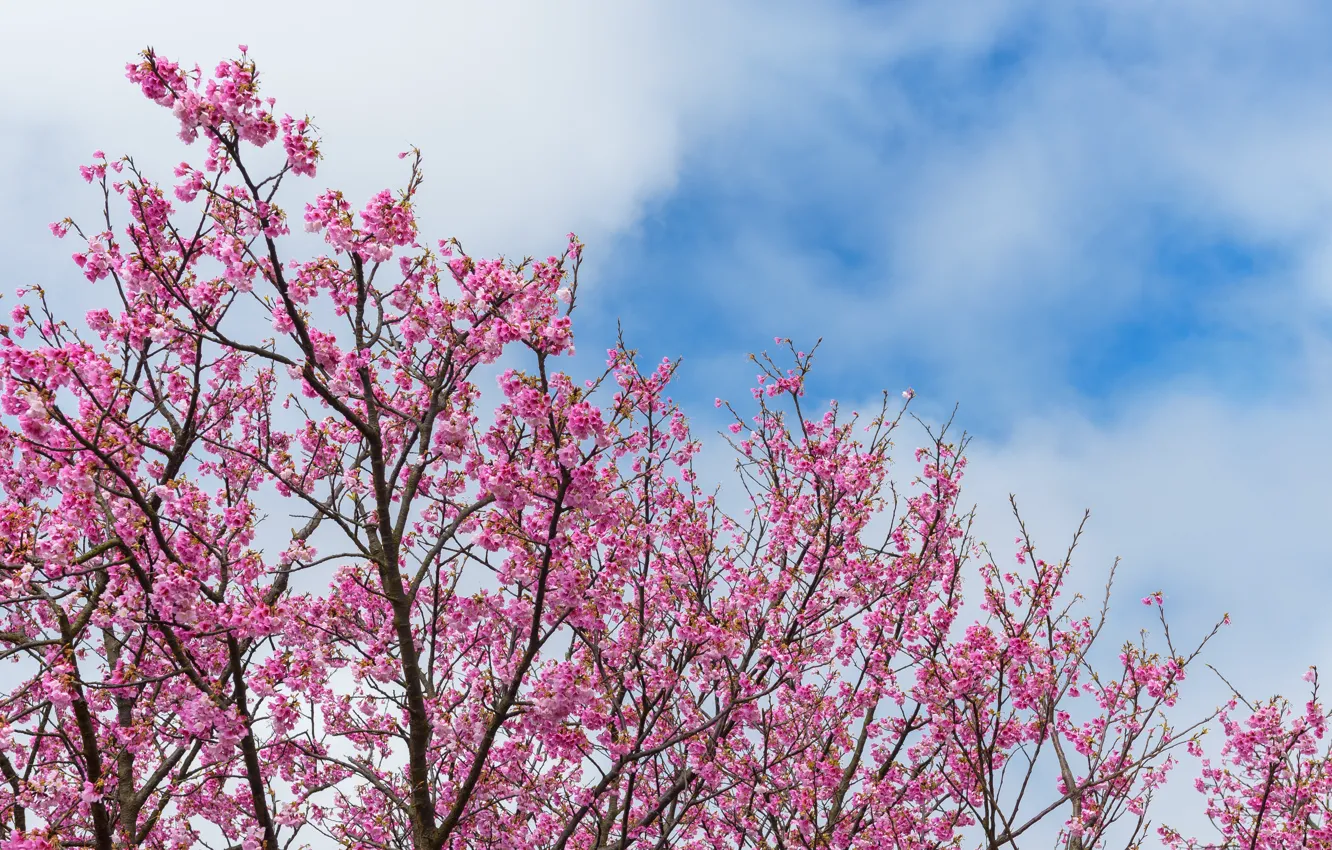 Фото обои ветки, весна, сакура, цветение, pink, blossom, sakura, cherry