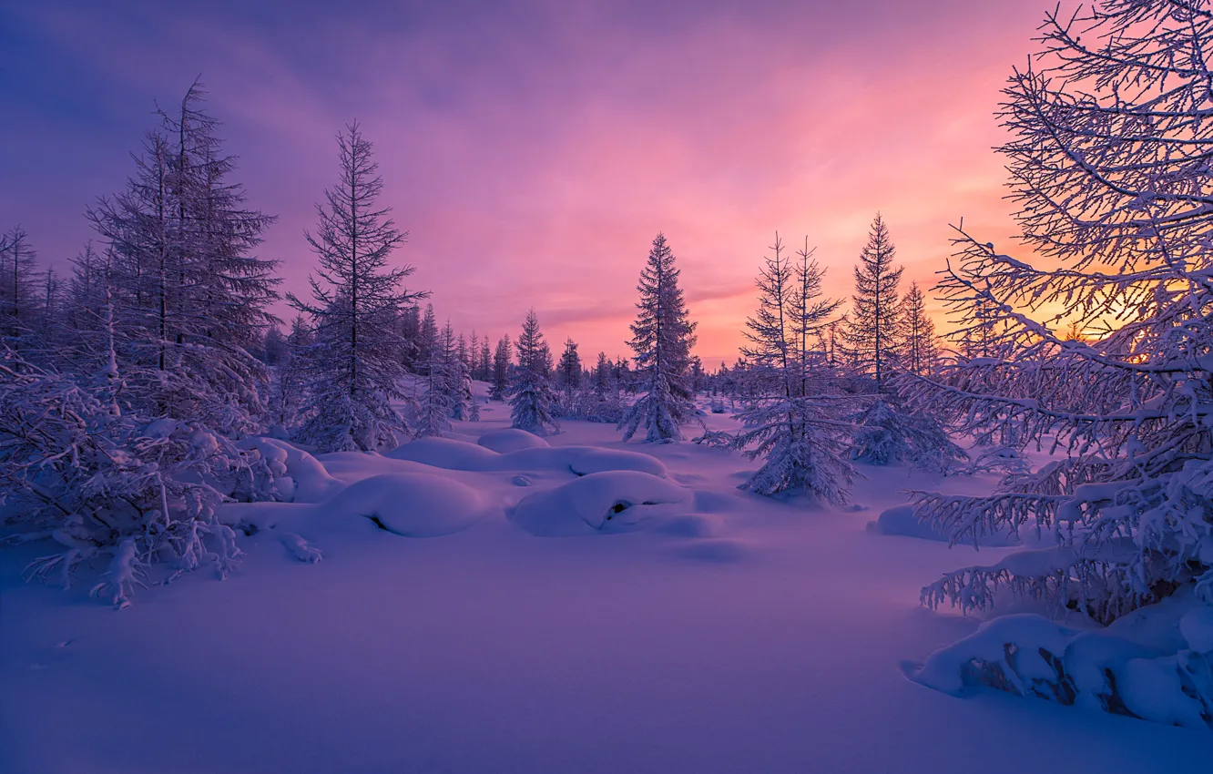 Фото обои зима, лес, снег, деревья, закат, вечер, сугробы