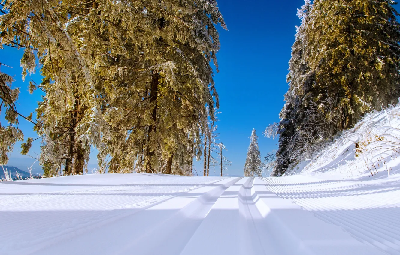 Фото обои зима, дорога, снег, деревья