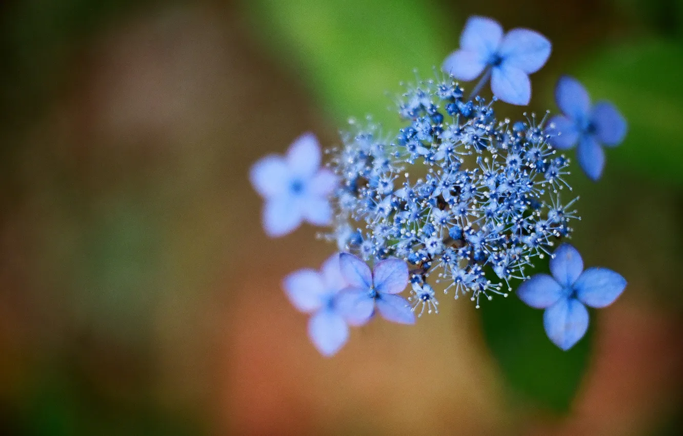 Фото обои цветы, синий, гортензия, hydrangea