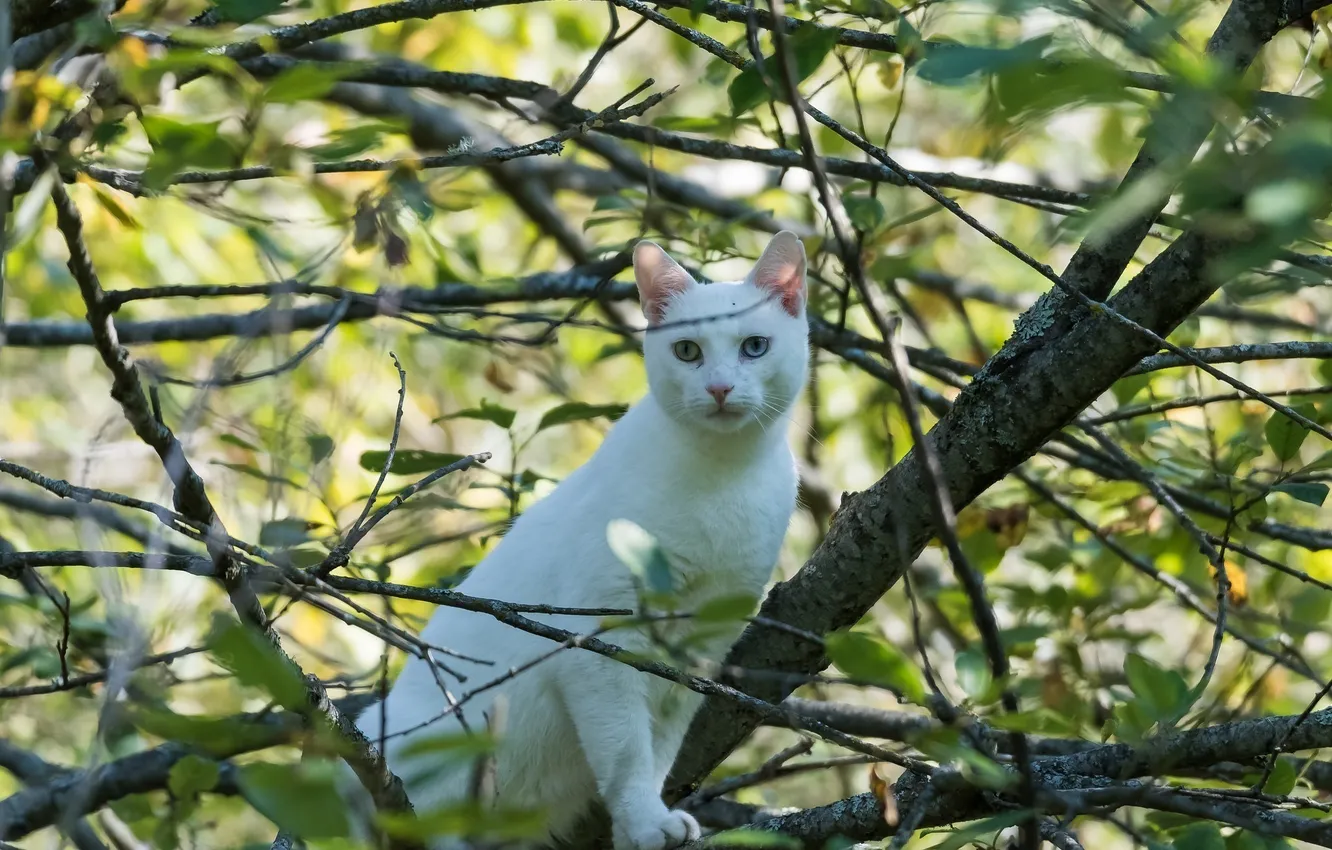 Фото обои кошка, белый, кот, листва, разные глаза