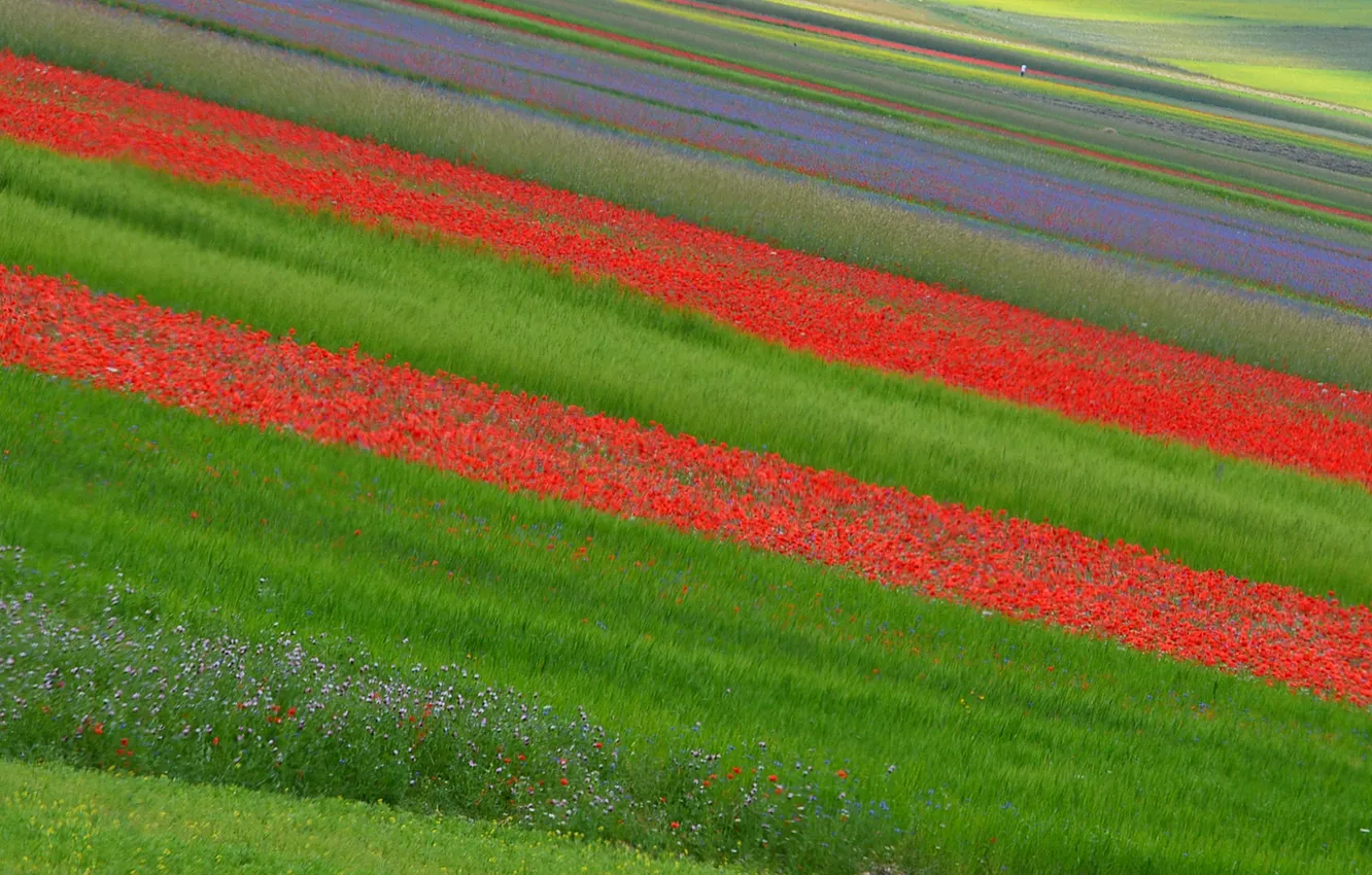 Фото обои поле, цветы, плантация