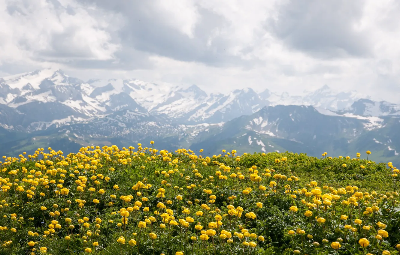 Фото обои цветы, горы, вершины, желтые