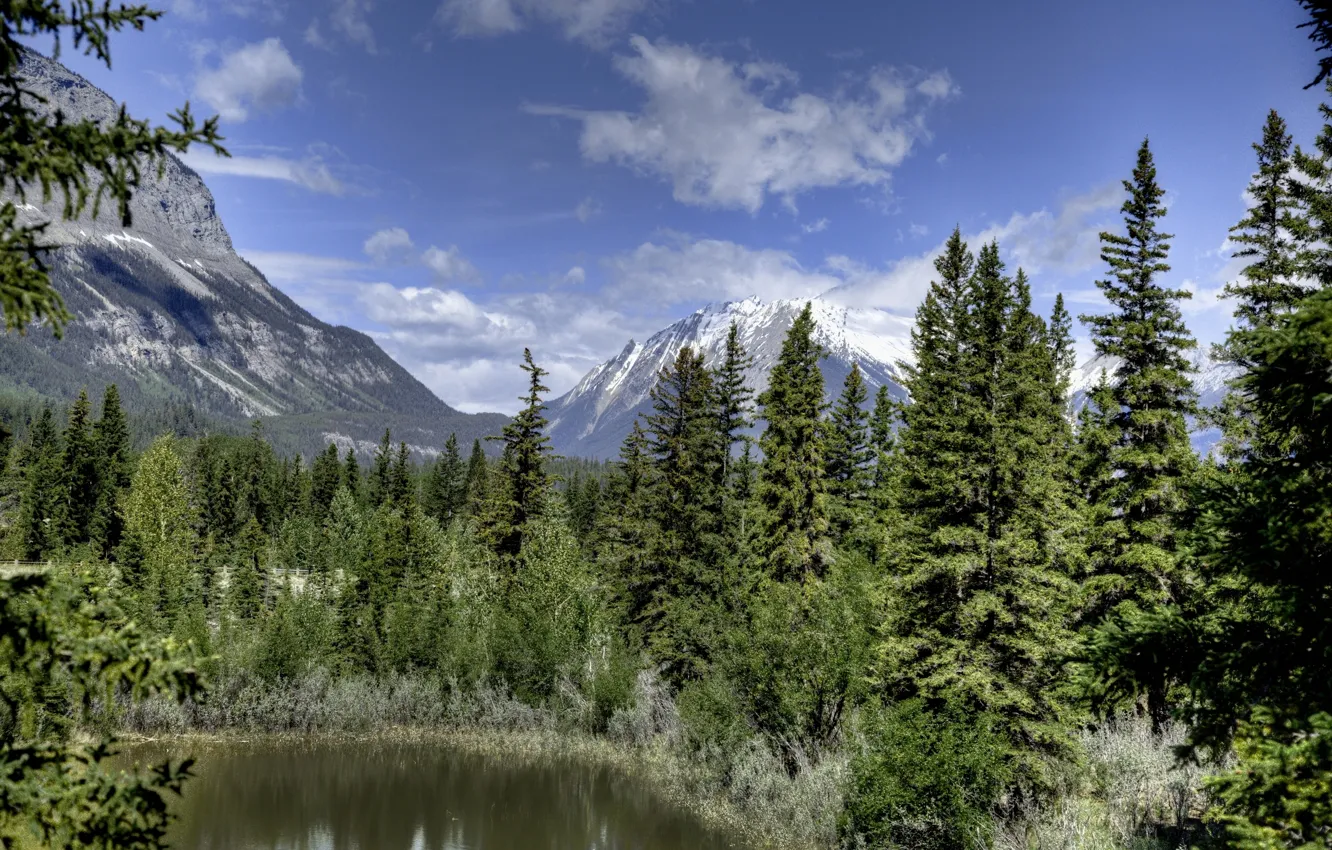 Фото обои лес, горы, ели, Канада, Альберта, Alberta, Canada, Jasper National Park