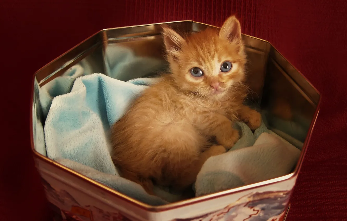 Фото обои взгляд, котенок, Кот, рыжий, лежит, в коробочке