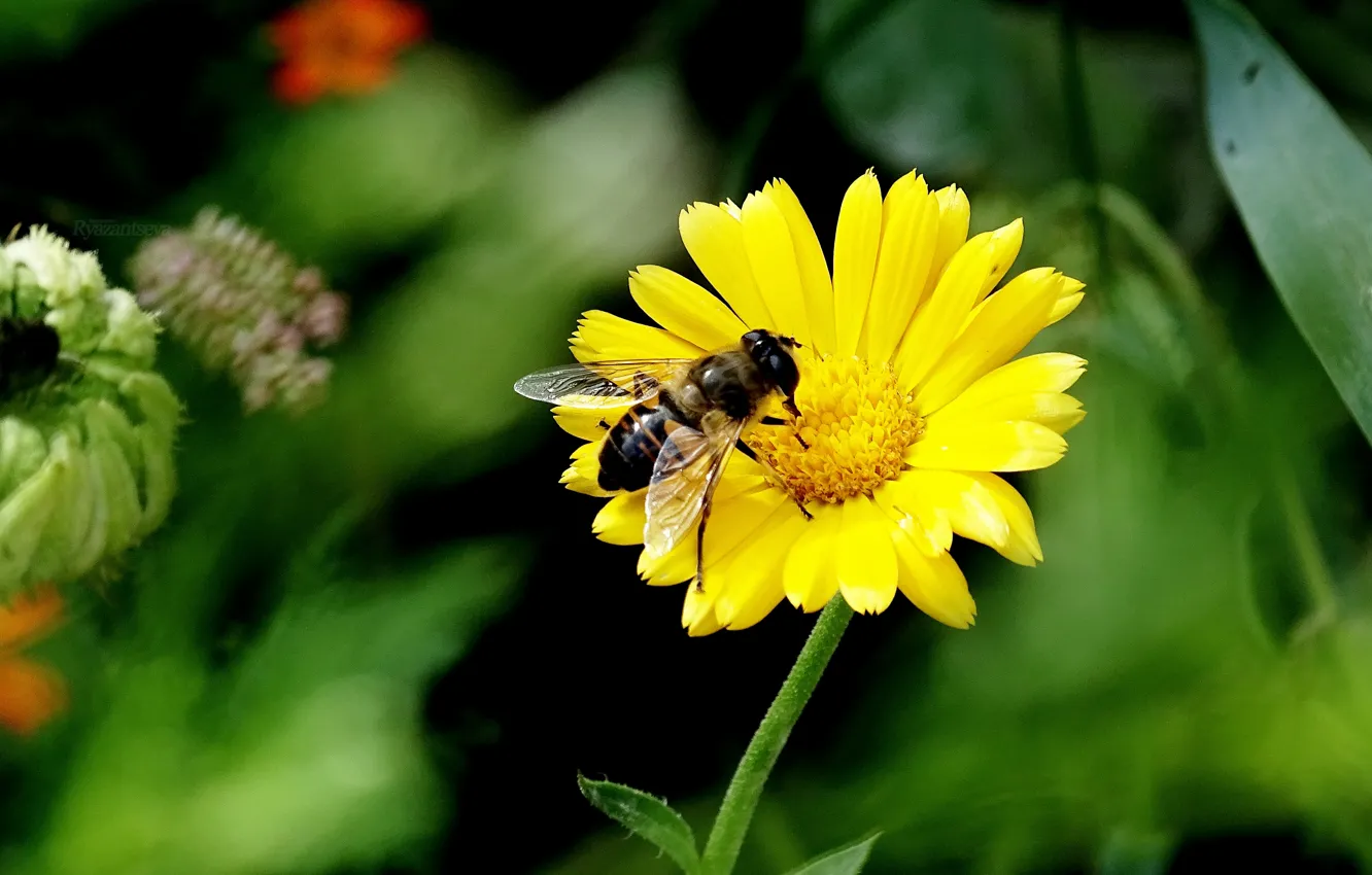 Фото обои Макро, Цветок, Пчела, Macro, Bee