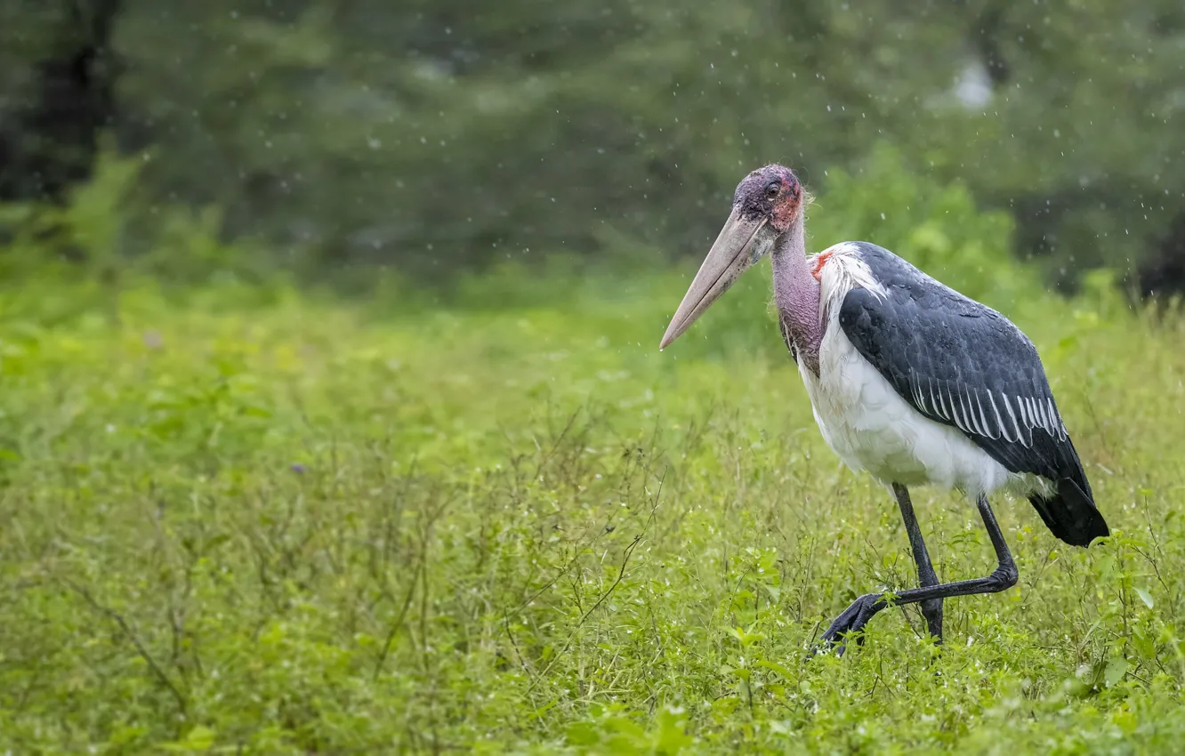 Фото обои Tanzania, birds of prey, Ndutu Conservation Area, Marabou Stork