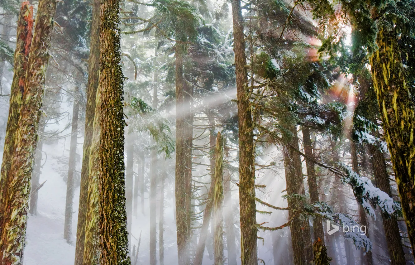 Фото обои зима, лес, лучи, свет, Вашингтон, сосны, США, Mount Baker-Snoqualmie National Forest