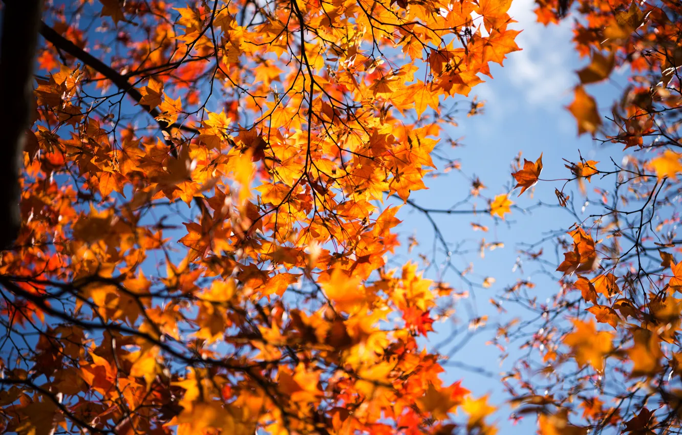 Фото обои осень, листья, дерево, желтые, colorful, клен, yellow, autumn