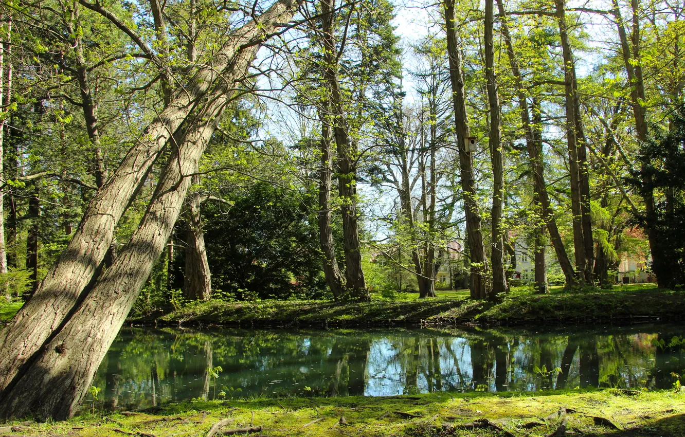 Фото обои trees, park, spring, pond