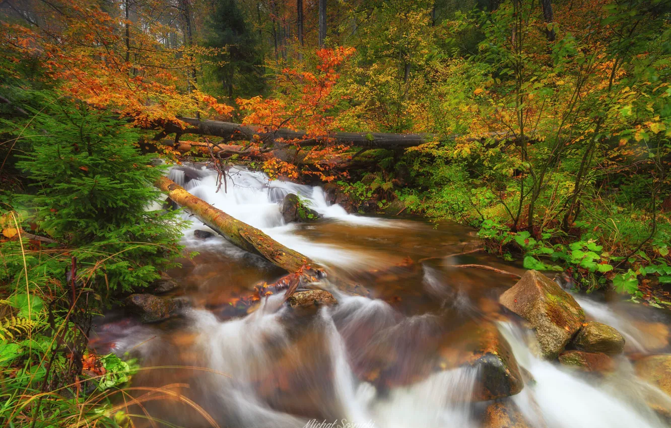 Фото обои осень, лес, деревья, природа, река, камни, Польша, Sośnicki Michał
