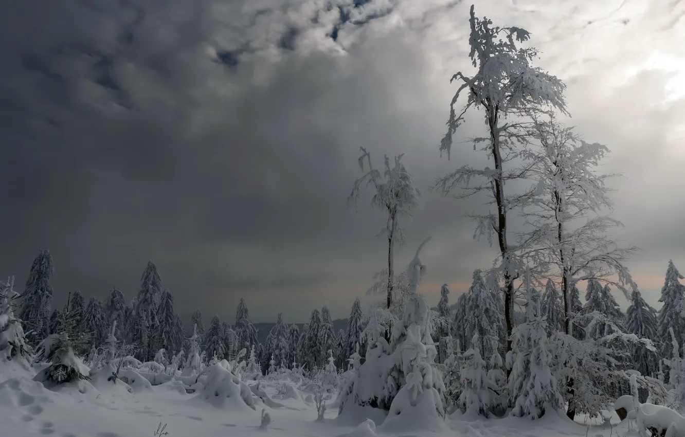 Снегопады в тайге фото