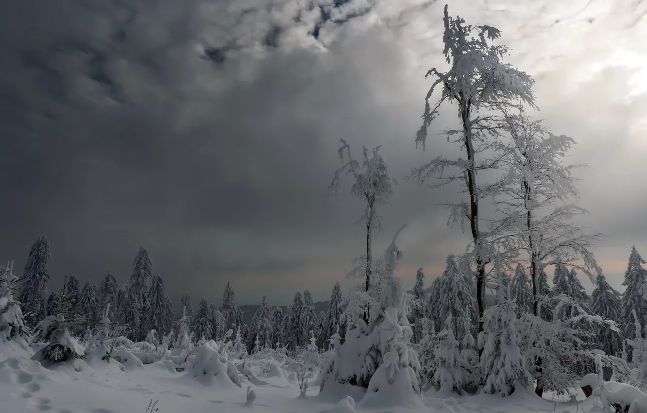 Фото обои зима, лес, снег, сумерки