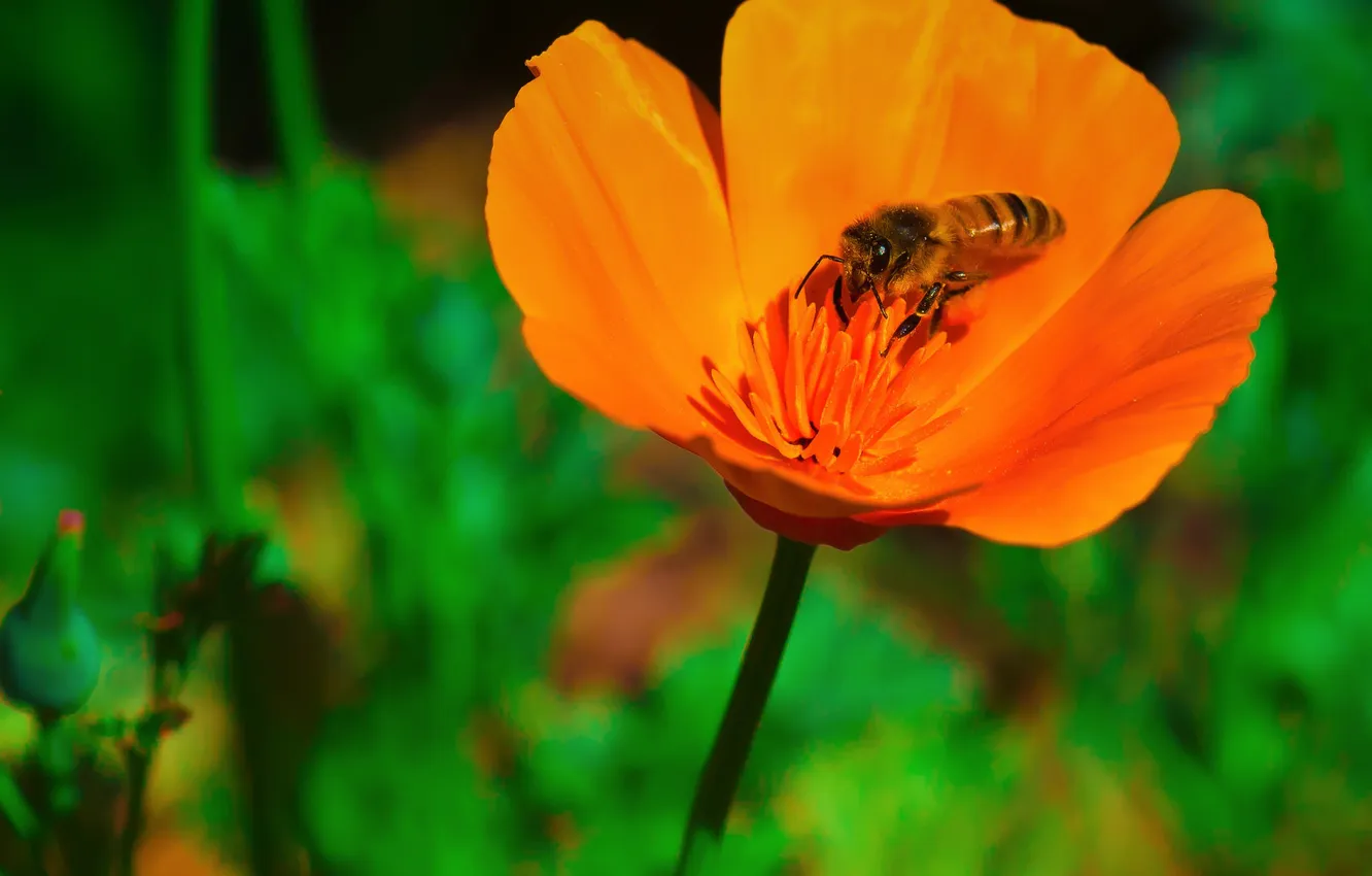 Фото обои цветок, макро, пчела, растение, лепестки, насекомое