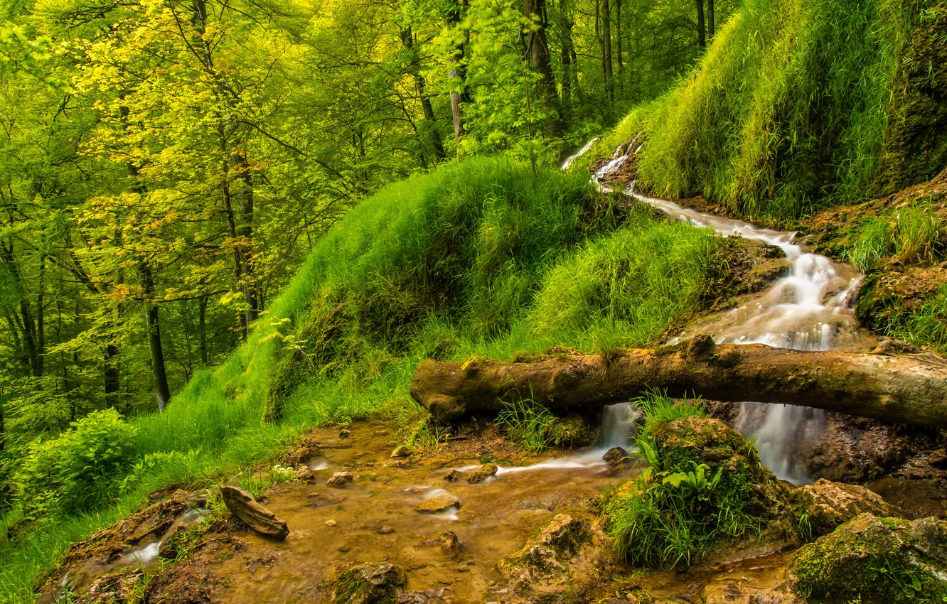 Фото обои лес, трава, деревья, ручей, поток