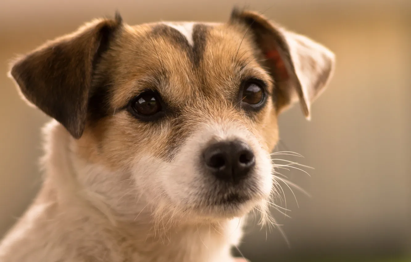 Фото обои взгляд, друг, собака